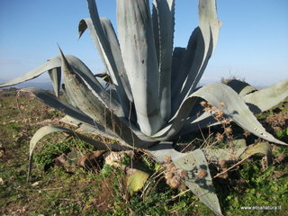 tapiccola-13-01-2013 09-33-23